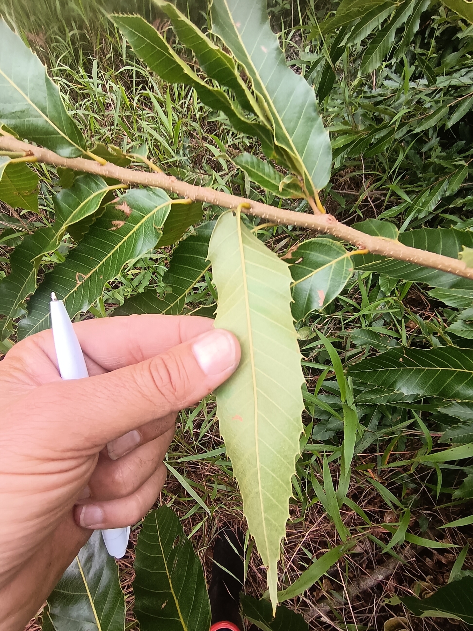 Imagem de Carvalho-dente-de-serra