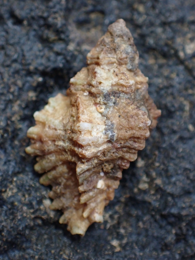 Favartia lappa