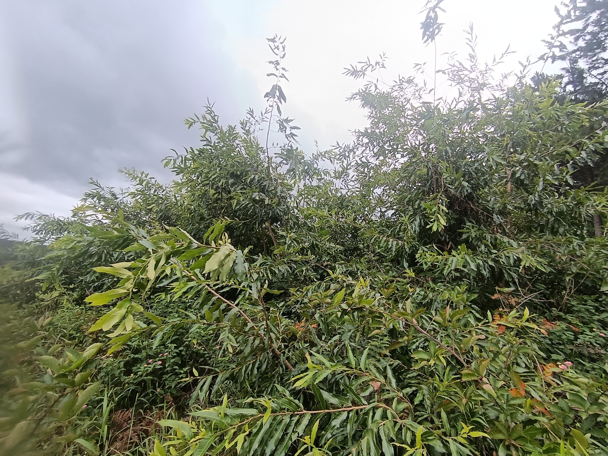 Imagem de Carvalho-dente-de-serra