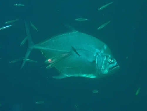 Longrakered trevally (Ulua mentalis) — Carangidae — 5