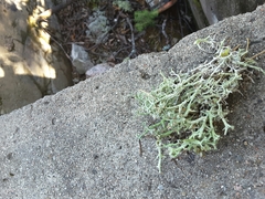 Cladonia amaurocraea