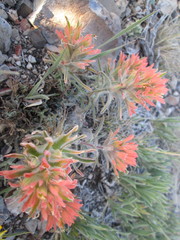 Castilleja chromosa