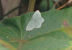 Cyclothea disjuncta