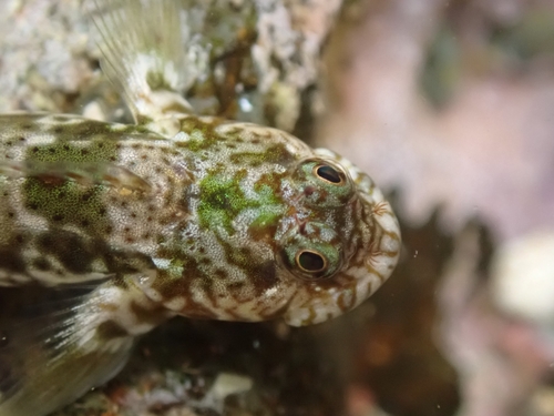Notchfin blenny (Entomacrodus chiostictus) — Blenniidae — 5