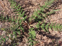 Cynorhiza meifolia