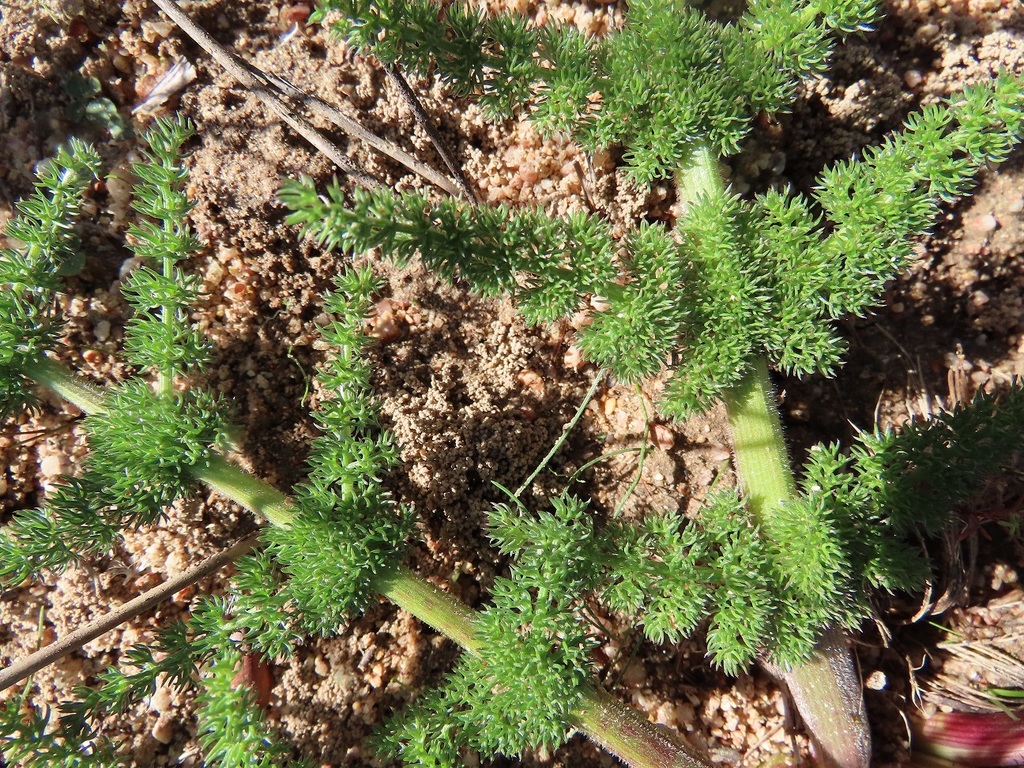 Cynorhiza meifolia