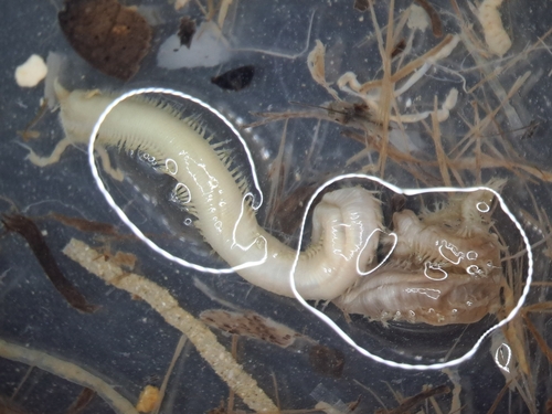 Glycera unicornis