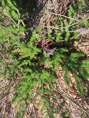 Cynorhiza meifolia