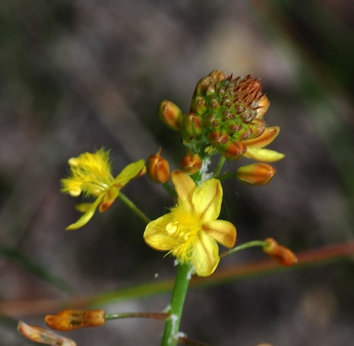 Bulbine asphodeloides