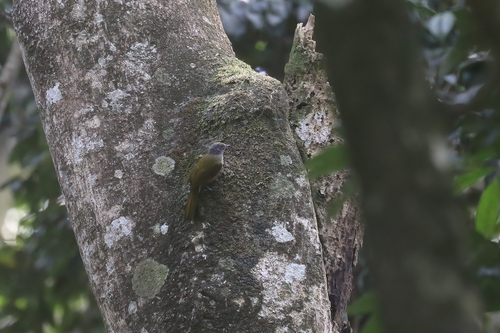 Shelley's Greenbul (Arizelocichla masukuensis), photo 4