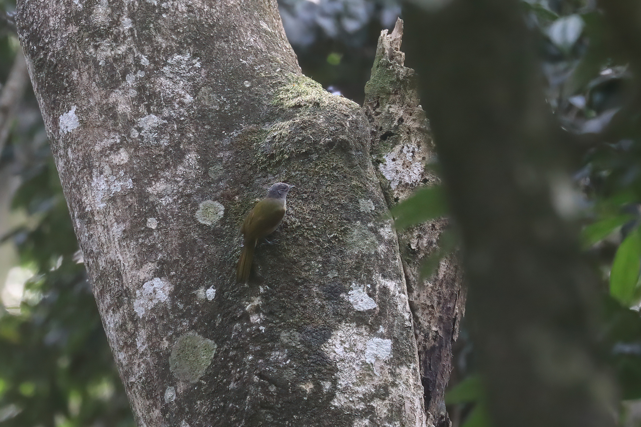 Shelley's Greenbul (Arizelocichla masukuensis), photo 2