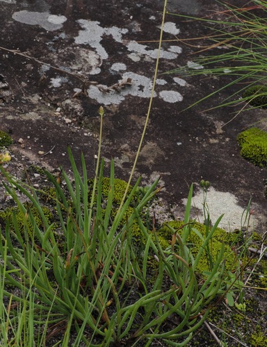 Bulbine asphodeloides