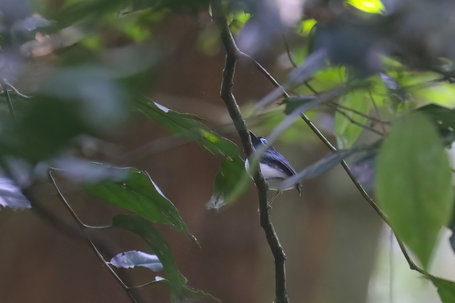 Jameson's Wattle-eye (Platysteira jamesoni)