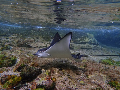 White-spotted Eagle Ray, photo 7 of 7