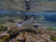 Ocellated Eagle Ray photo 5