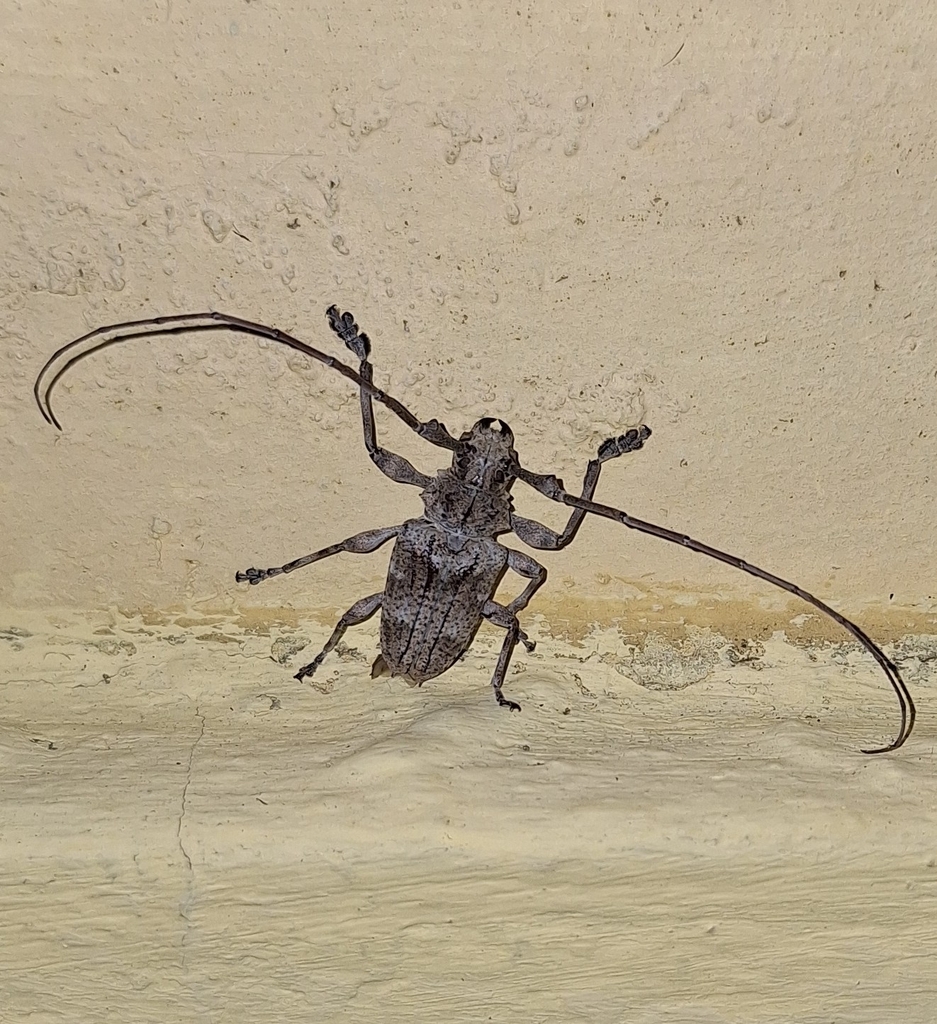 Steirastoma poeyi