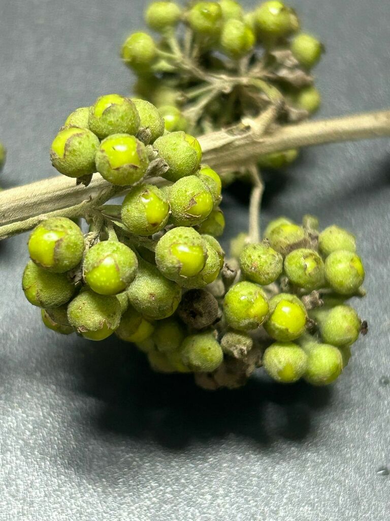 Aegiphila integrifolia