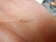 Etheostoma chlorosoma