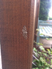 Eupithecia pulchellata