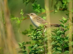 Helopsaltes certhiola
