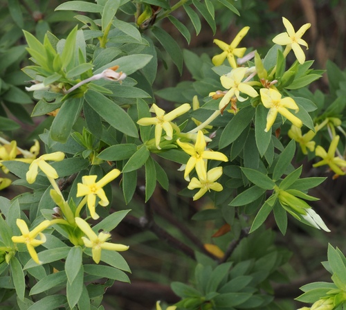Trinerve Curryflower (Lasiosiphon triplinervis)