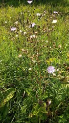 Cicerbita macrophylla uralensis
