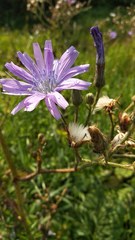 Cicerbita macrophylla uralensis