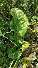 Cicerbita macrophylla uralensis