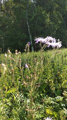 Cicerbita macrophylla uralensis