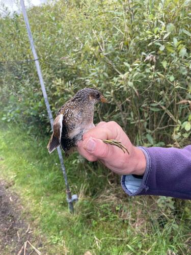 Spotted Crake, Schiermonnikoog, Nederland, photo 7 of 10