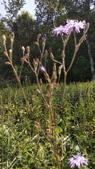 Cicerbita macrophylla uralensis