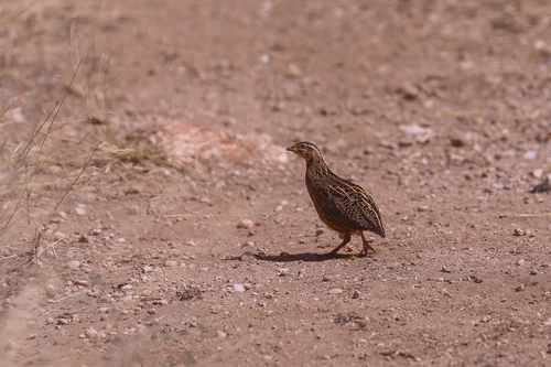Harlequin Quail (Coturnix delegorguei), photo 7