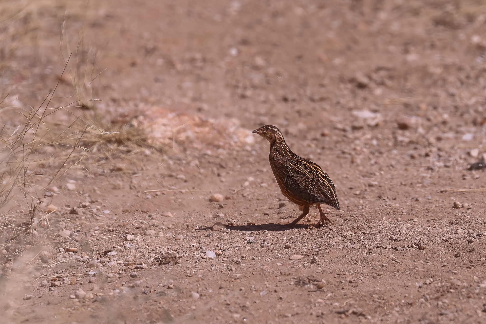 Harlequin Quail (Coturnix delegorguei), photo 9