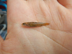 Etheostoma artesiae