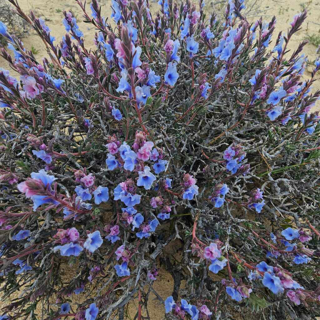 Echiochilon fruticosum