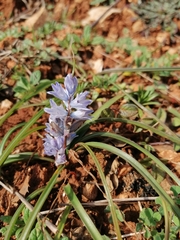 (c) Pantazi Katerina, some rights reserved (CC BY) Bellevalia hyacinthoides, photograph (c) Pantazi Katerina, some rights reserved (CC BY)