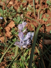 (c) Pantazi Katerina, some rights reserved (CC BY) Bellevalia hyacinthoides, photograph (c) Pantazi Katerina, some rights reserved (CC BY)