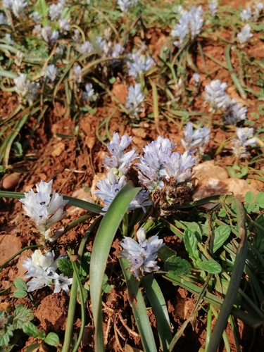 Bellevalia hyacinthoides, photograph 6