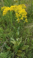 Senecio doria