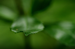 Anopterus glandulosus