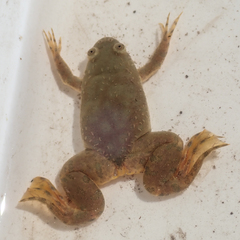 Xenopus muelleri