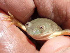 Xenopus muelleri