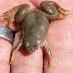 Xenopus muelleri