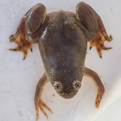 Xenopus muelleri