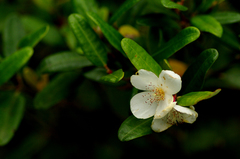 Eucryphia lucida