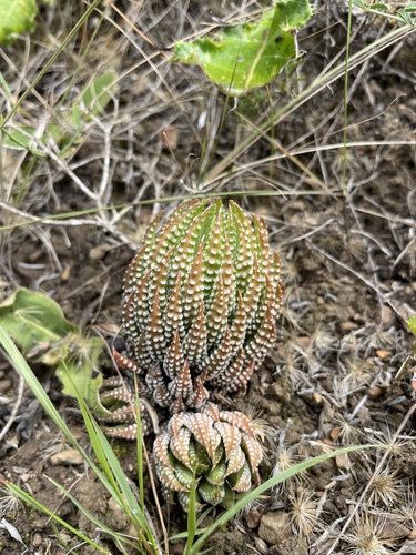 Image of Haworthiopsis reinwardtii by (c) Justin Ponder, some rights reserved (CC BY)