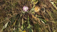 Psephellus sibiricus