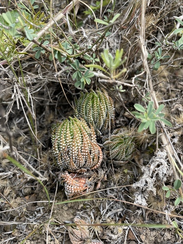 Haworthiopsis reinwardtii