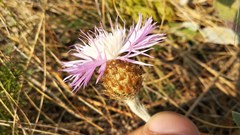 Psephellus sibiricus