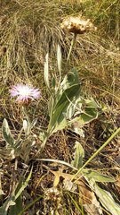 Psephellus sibiricus